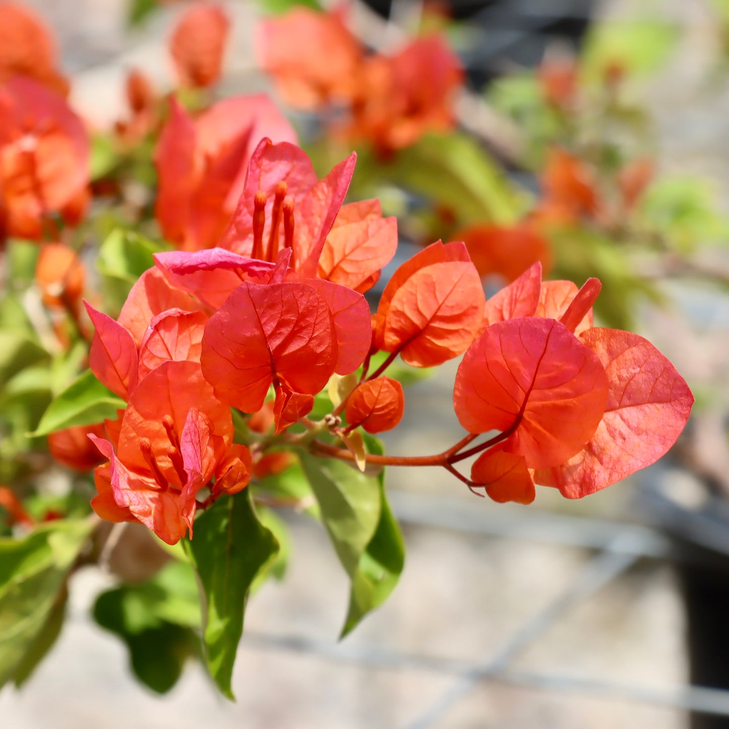 Bougainvillea 'Miss Manila'