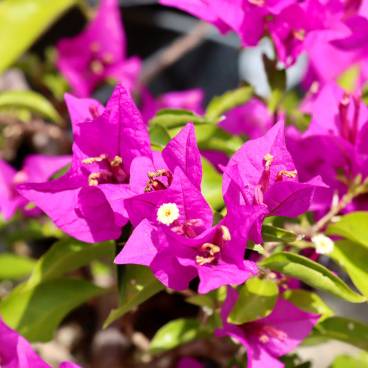 Bougainvillea 'Purple'