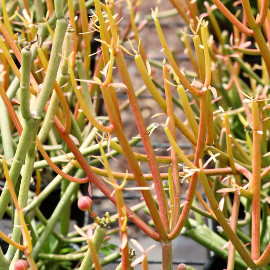 Euphorbia tirucalli (Pencil Cactus)