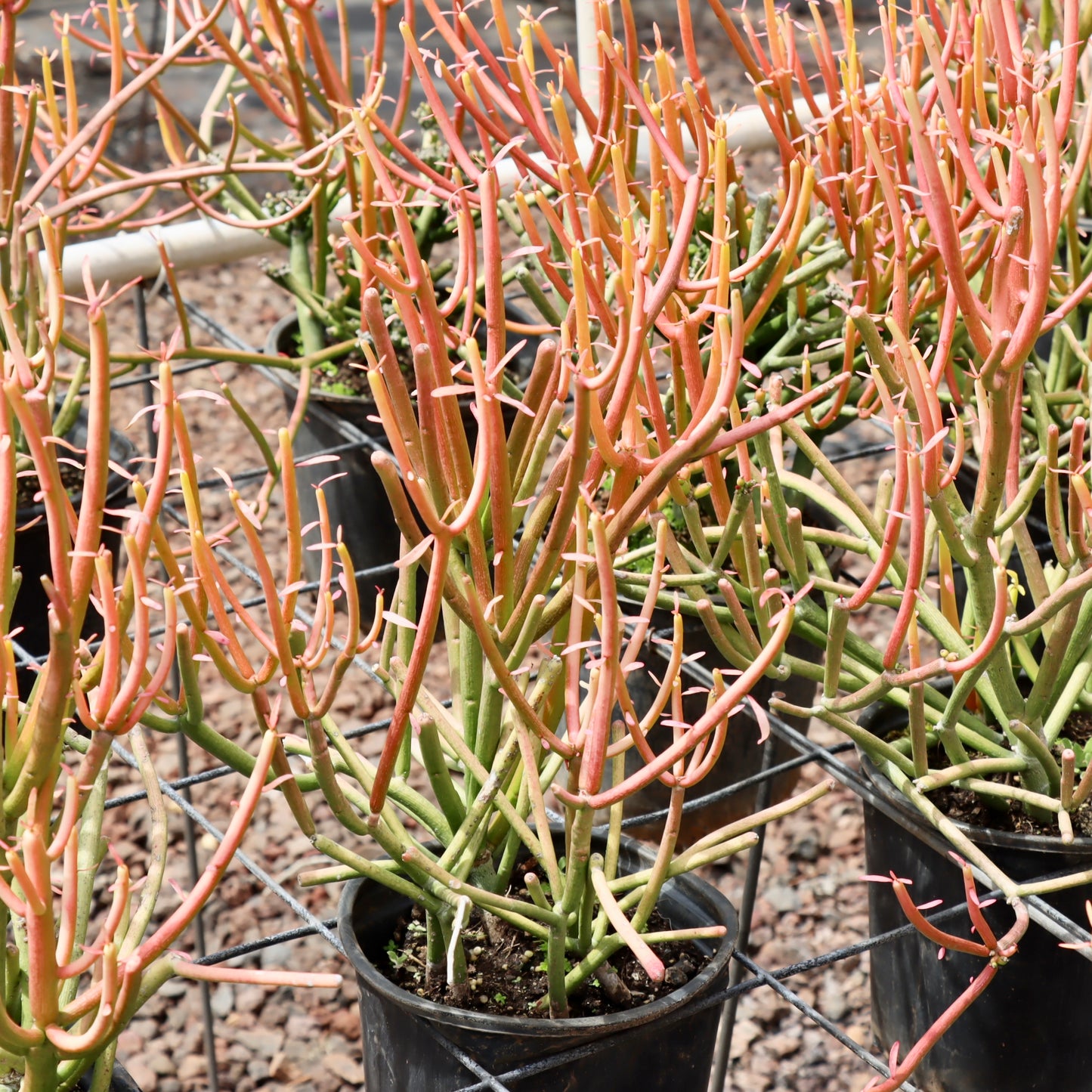 Euphorbia tirucalli (Pencil Cactus)