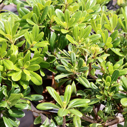 Pittosporum, "Wheelers Dwarf"
