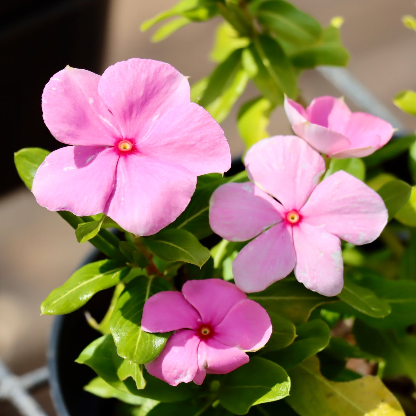 Vinca