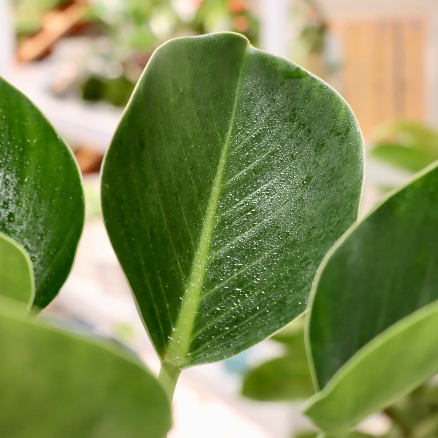 Philodendron tatei, "Green Congo"