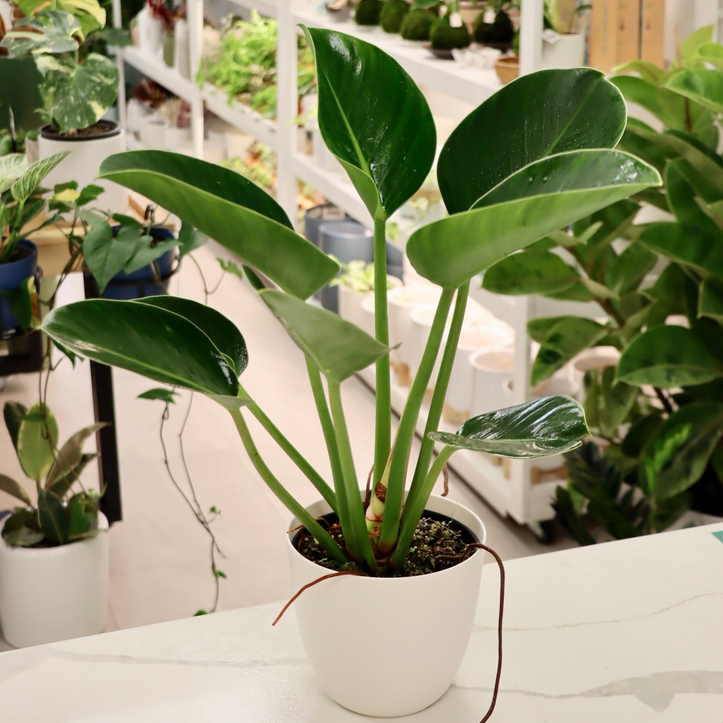 Philodendron tatei, "Green Congo"