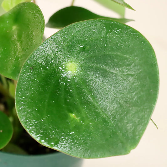 Peperomia polybotyra 'Raindrop'