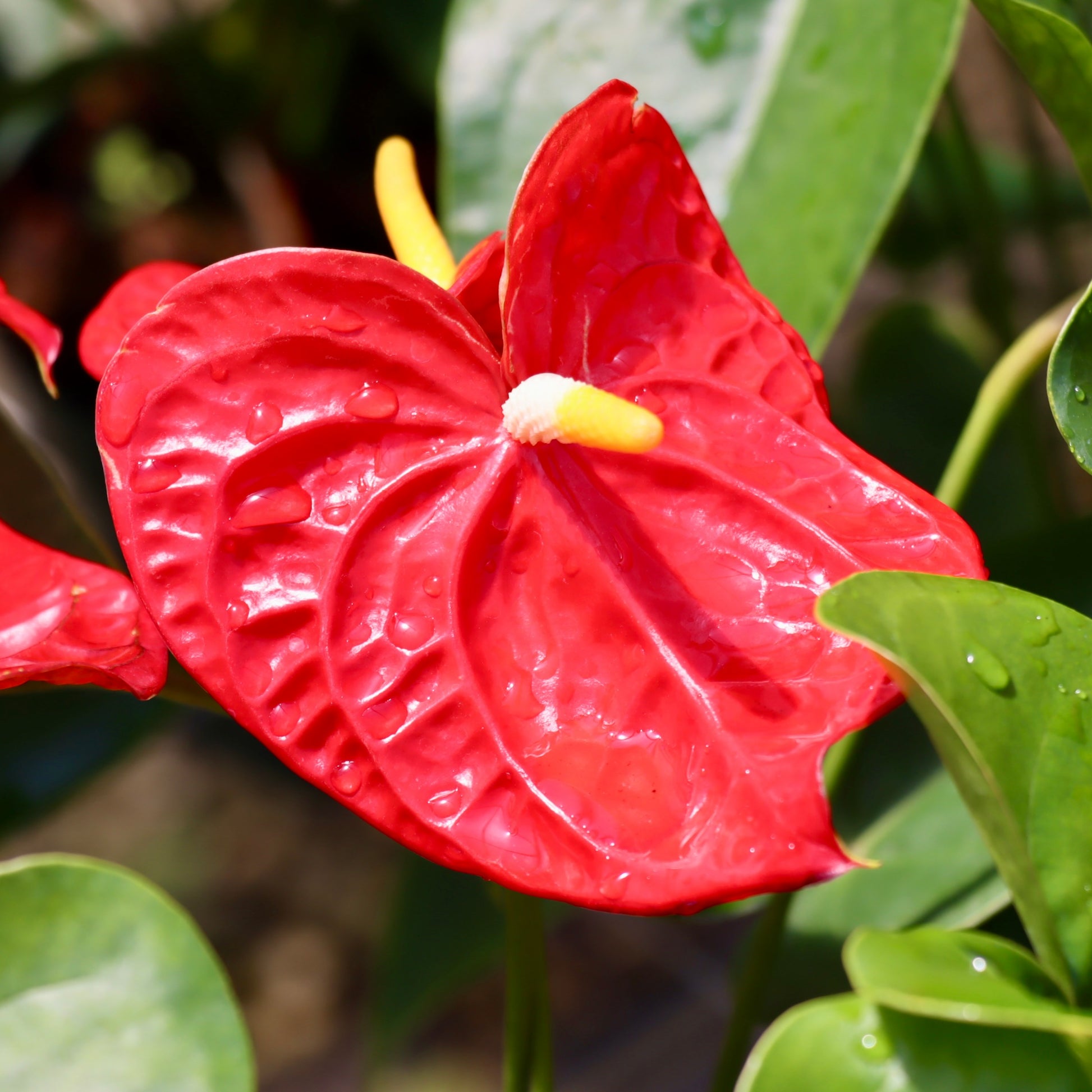 Anthurium 'Dakota' – Mari's Gardens