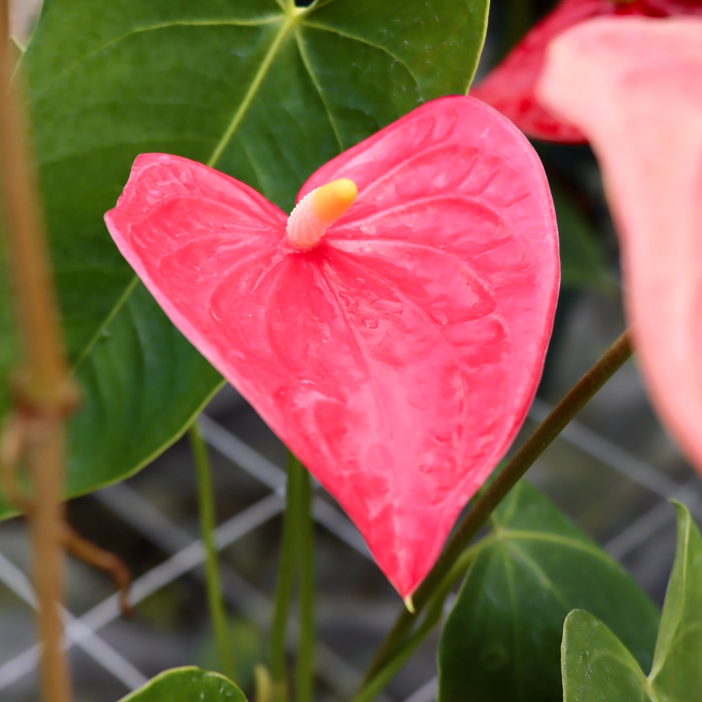 Anthurium 'California'