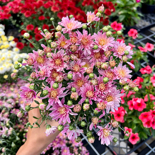 Garden Mums