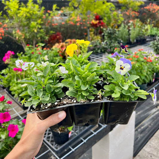 Vegetable and Flower Jumbo Pack