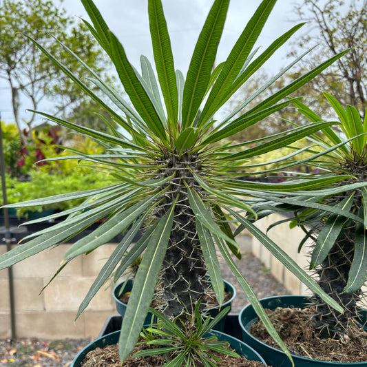 Pachypodium Lamerei