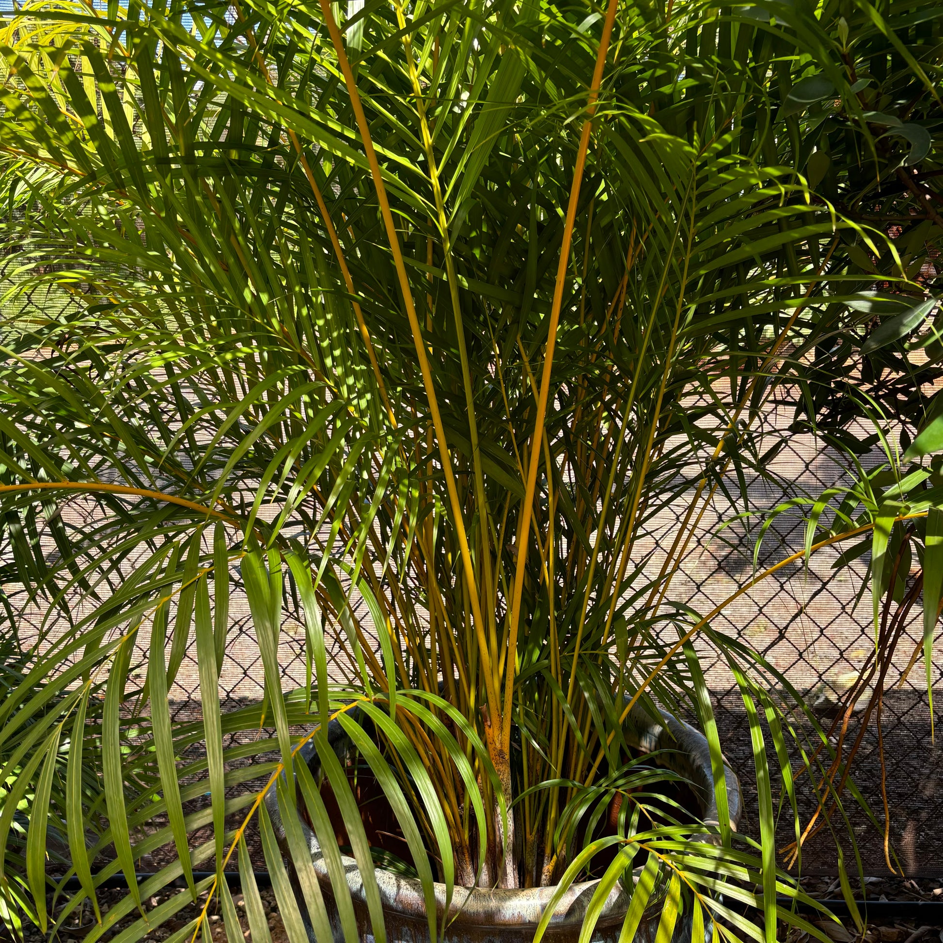 areca palm high Areca Palm 3-4ft