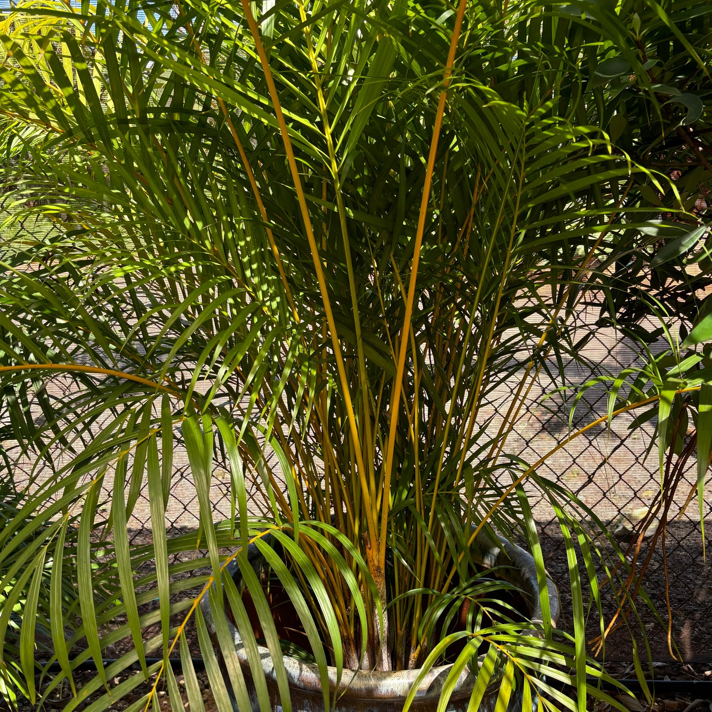 Areca Palm