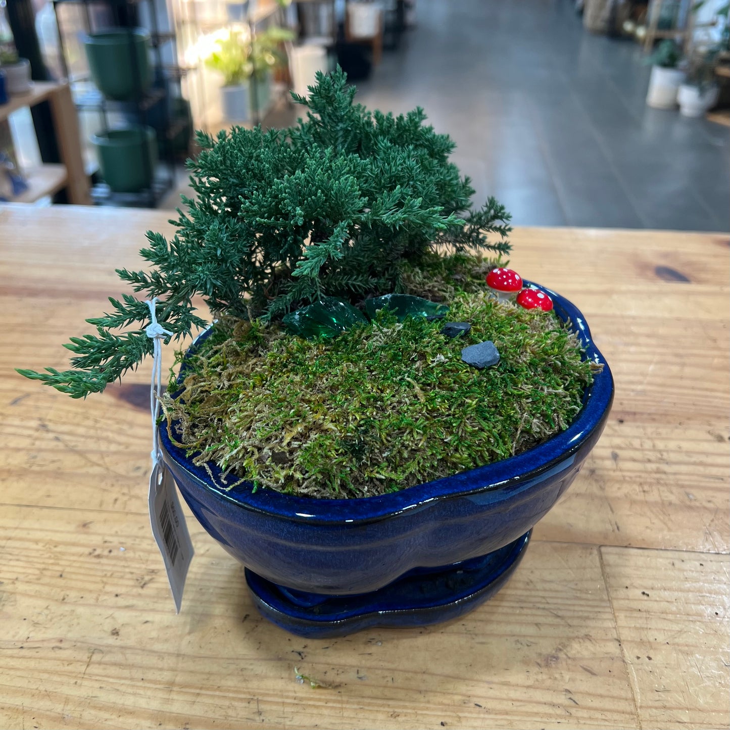 Bonsai - Juniper 'Nana' in Ceramic Planter