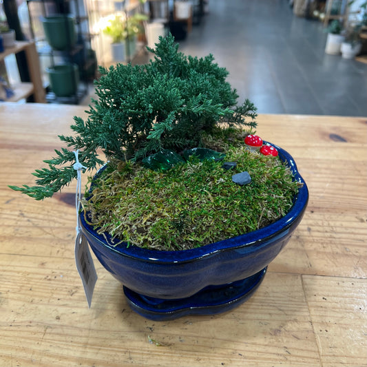 Bonsai - Juniper 'Nana' in Ceramic Planter