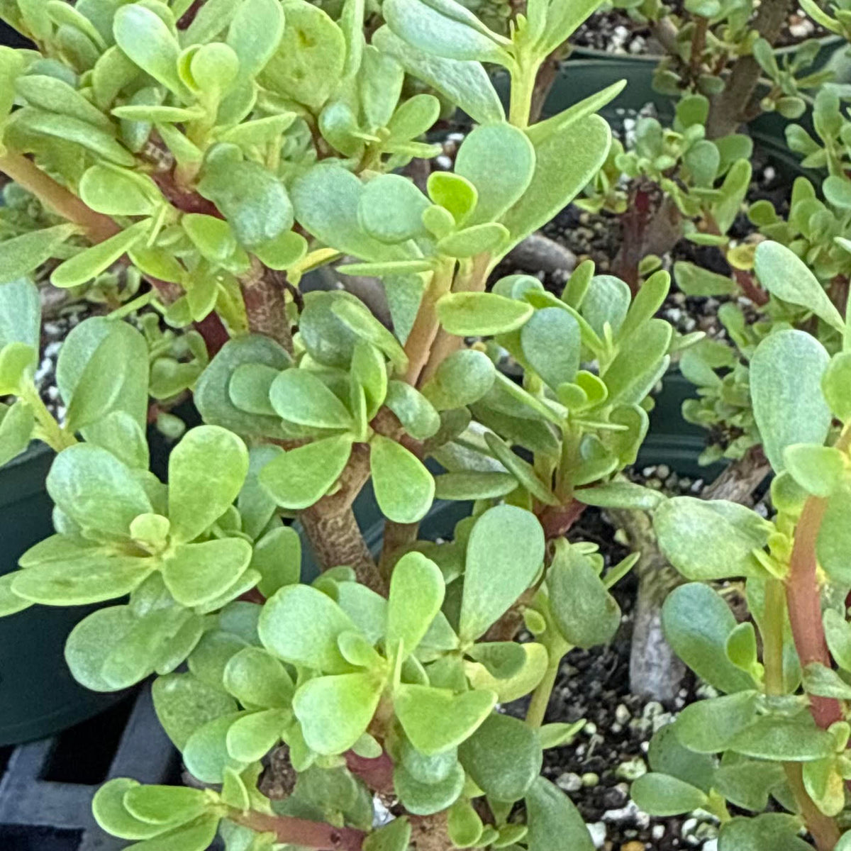 Portulaca lutea, 'Ihiʻ