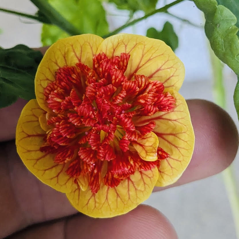 Abutilon pictum ʻIlima lanternʻ