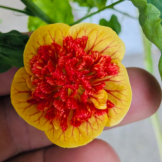 Abutilon pictum ʻIlima lanternʻ