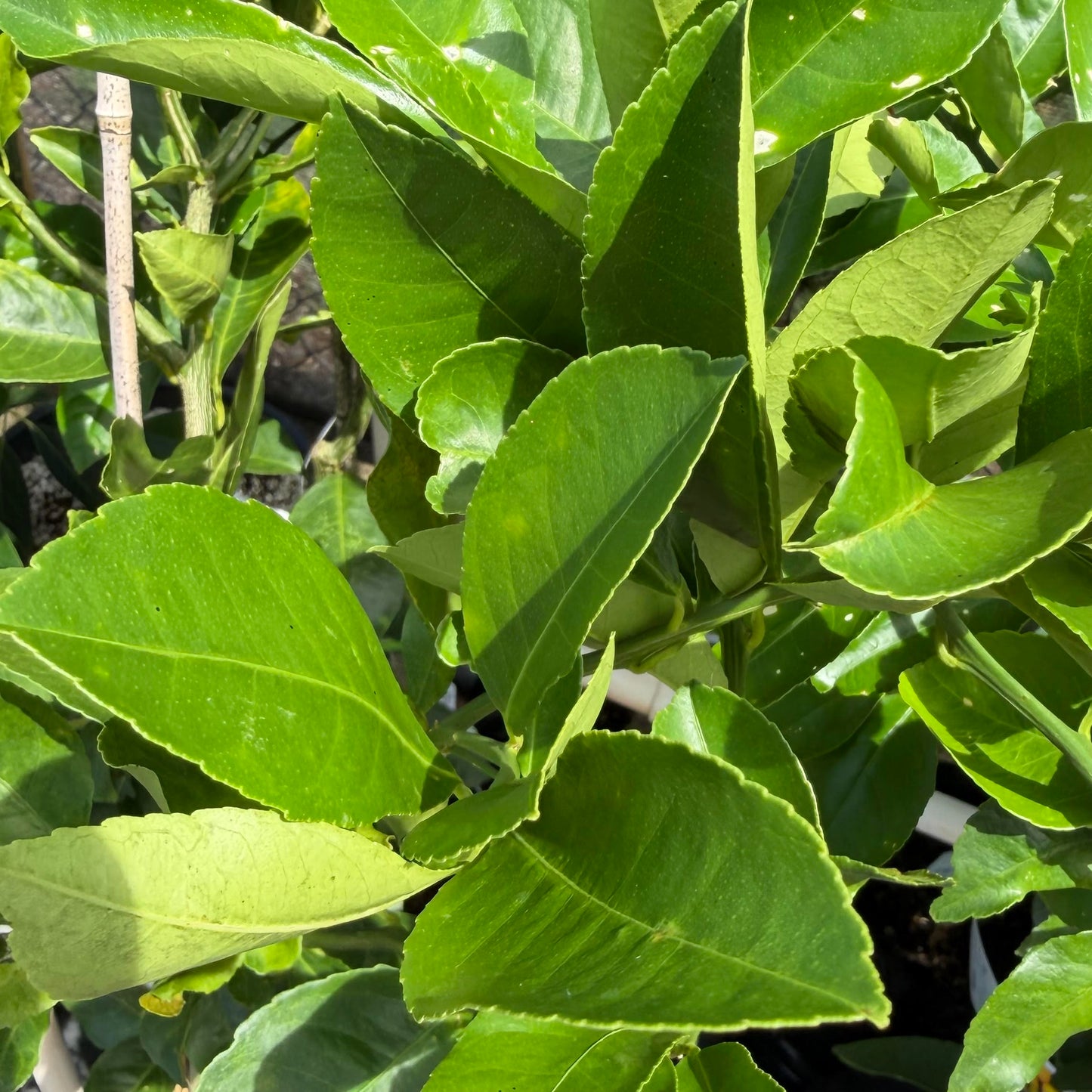 Semi Dwarf Improved Meyer Lemon