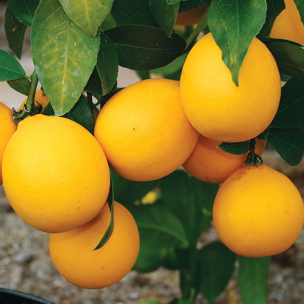 Standard Improved Meyer Lemon