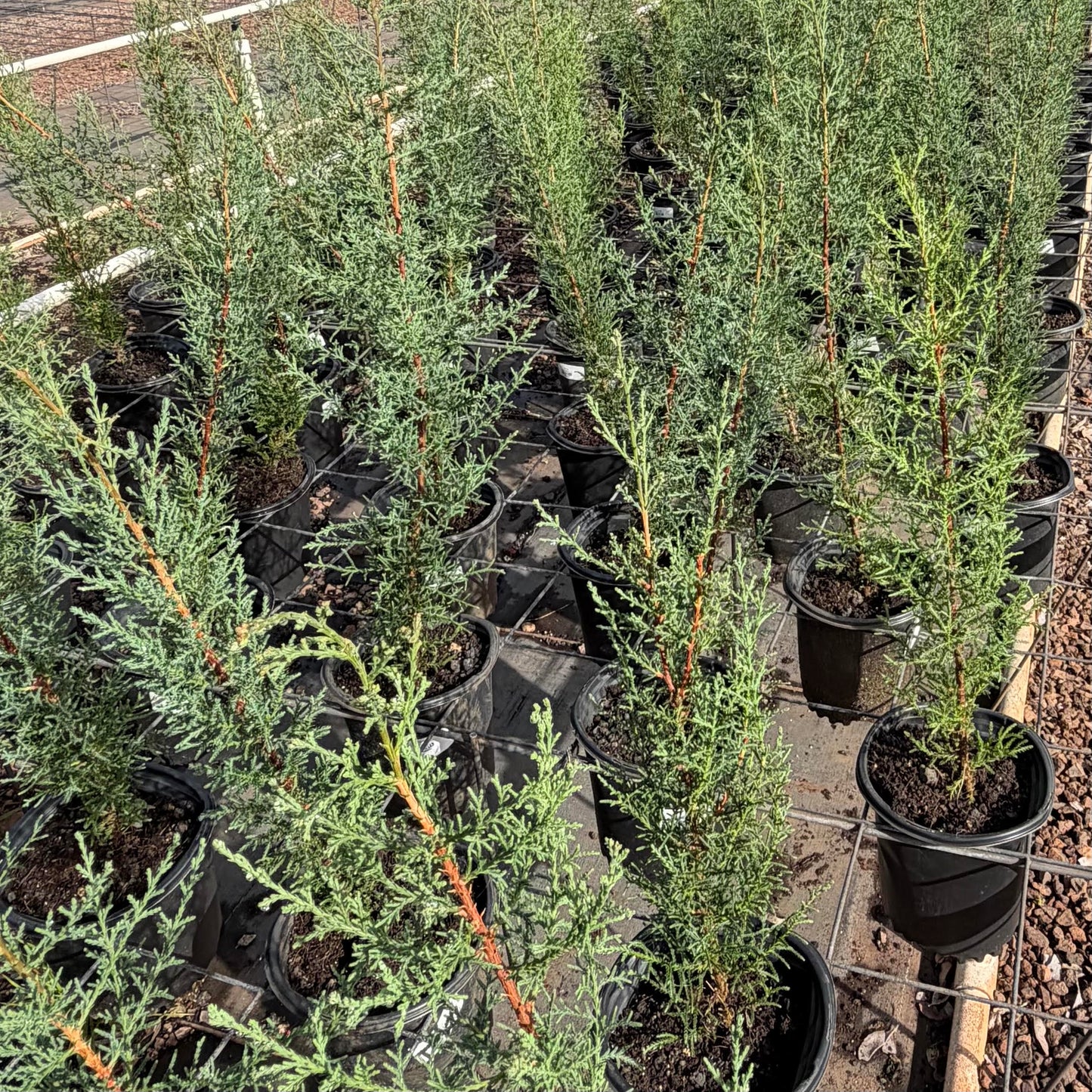 Italian Cypress