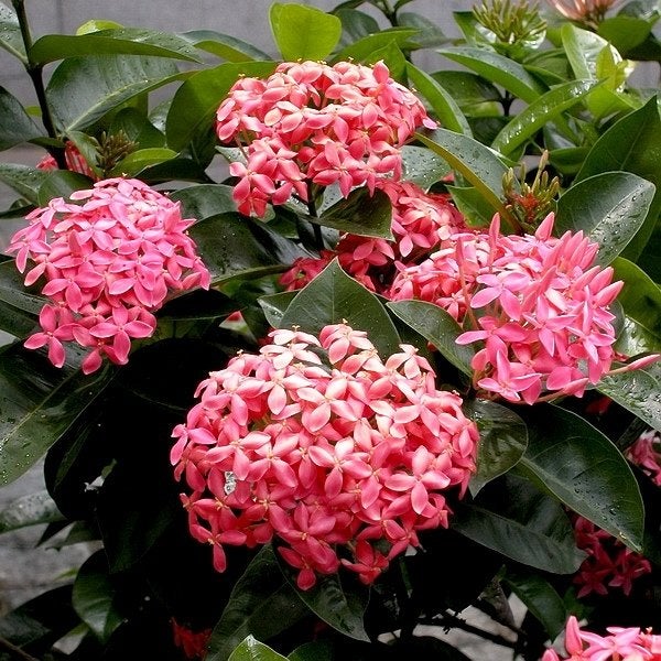 Ixora coccinea, "Nora Grant"