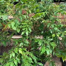 Jaboticaba Seedling
