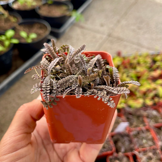 Polemonium Reptans, 'Jacobs Ladder'