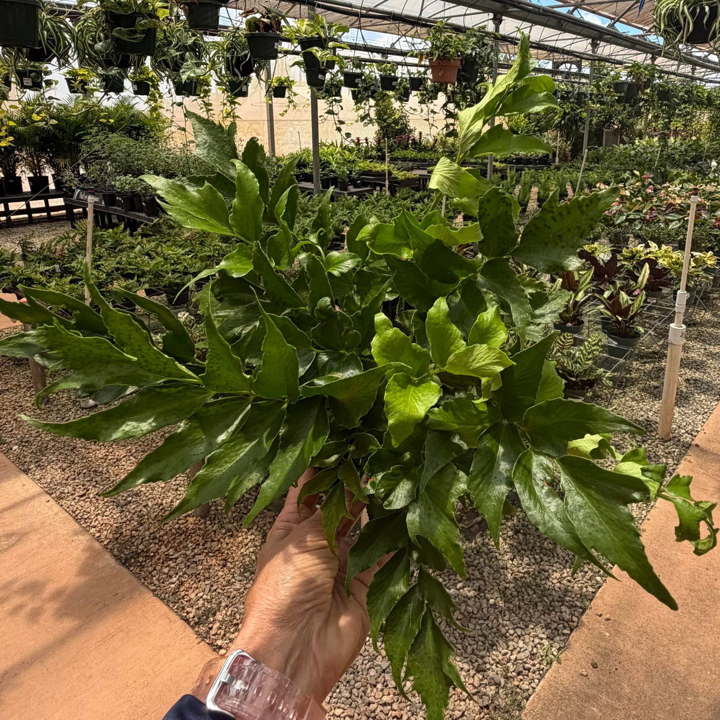 Japanese Holly Fern