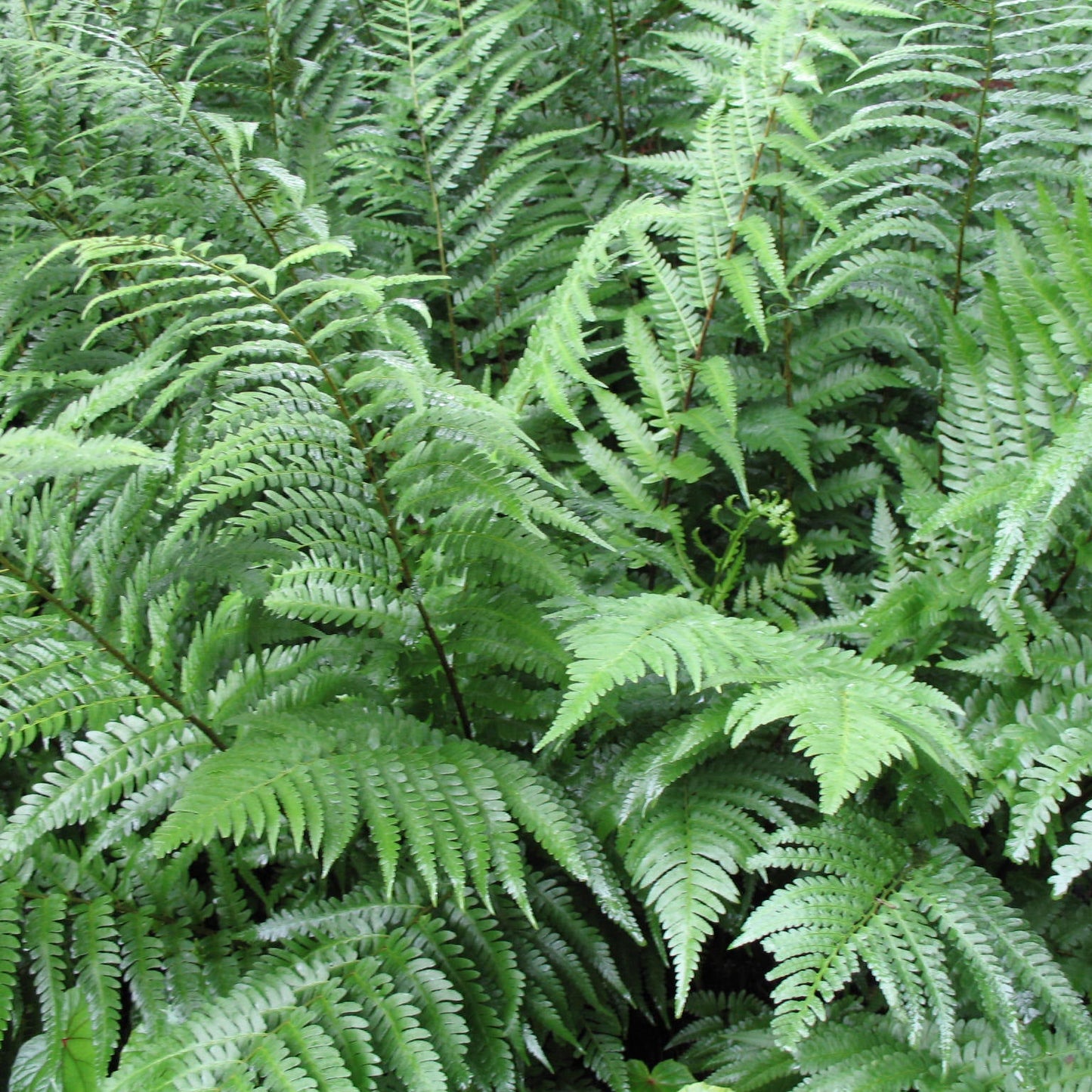 Fern, "Japanese Wood"