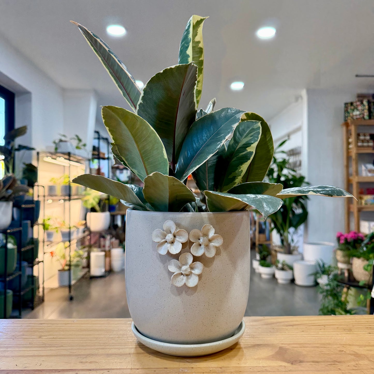 Jasmine Planter