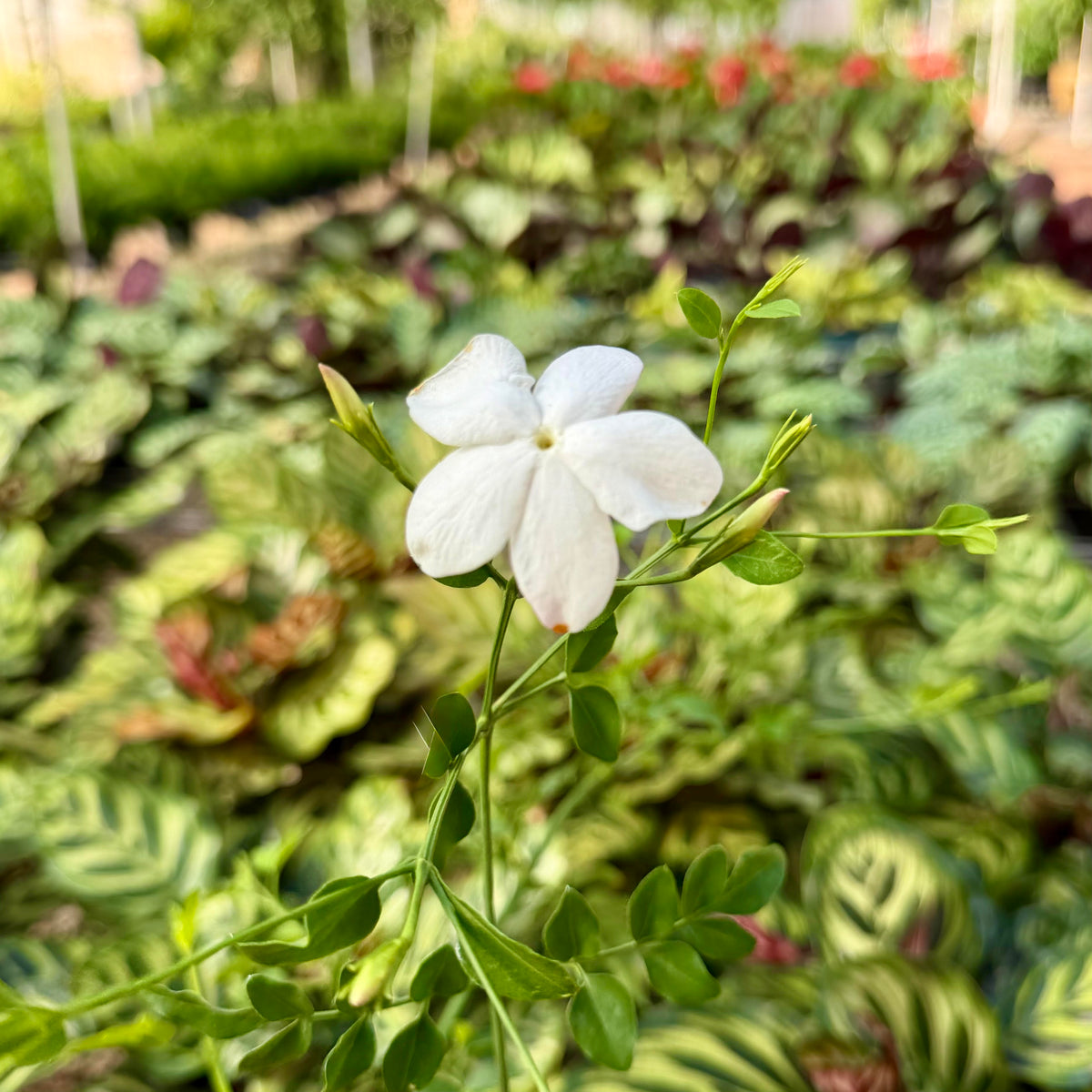 Jasminum grandiflorum 'Royal Jasmine'