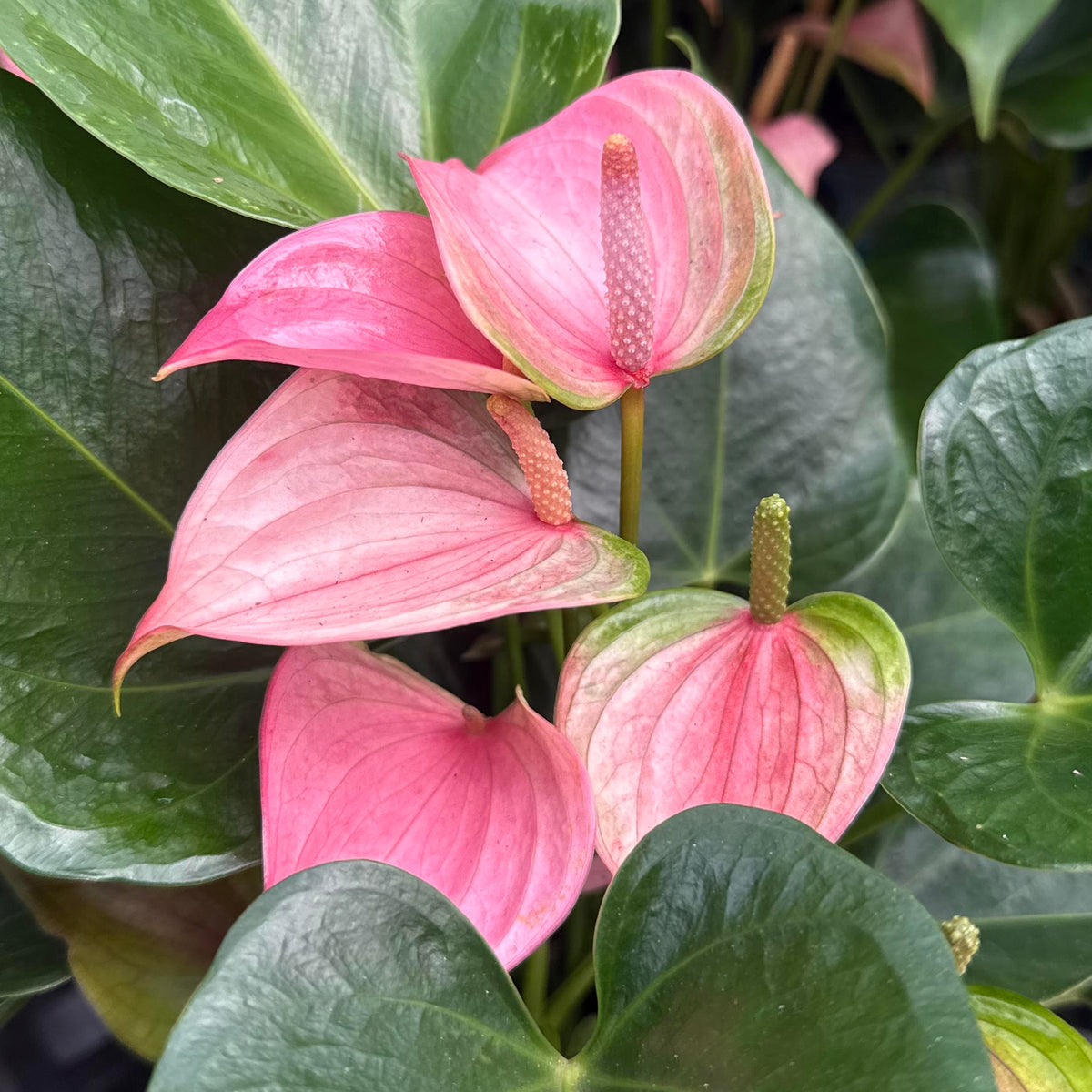 Anthurium 'Joli PP'