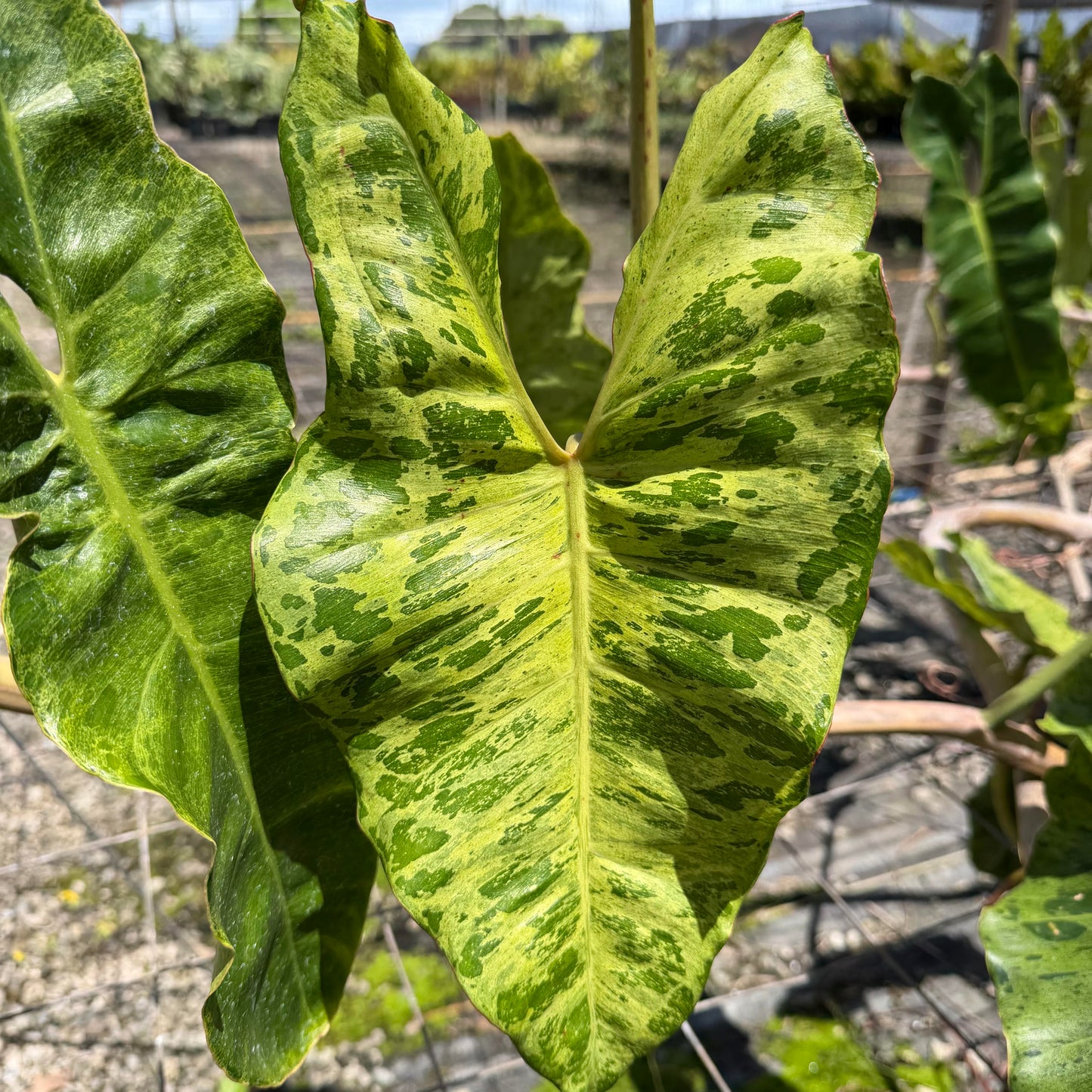 Philodendron 'Jose Buono'