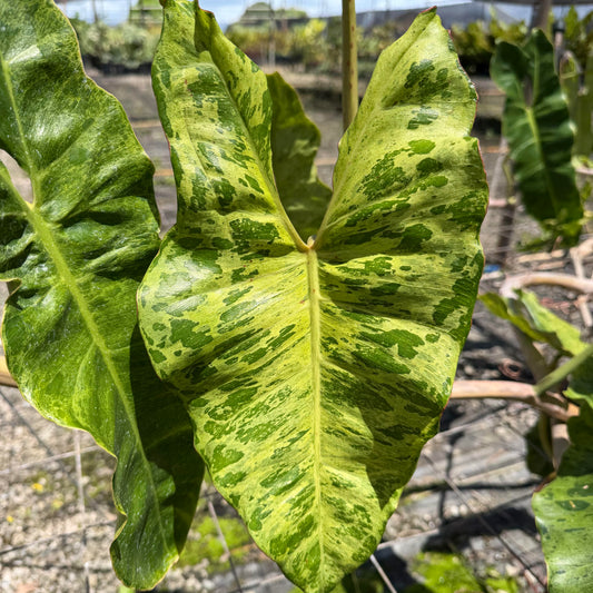 Philodendron 'Jose Buono'