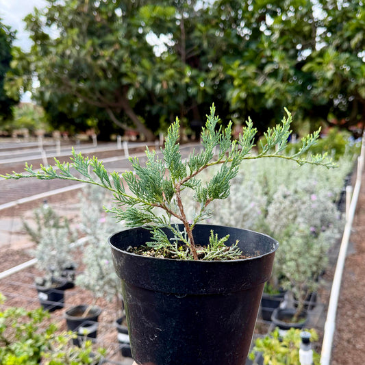 Juniper ʻSea Sprayʻ