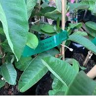 Ka Hua Kula Guava