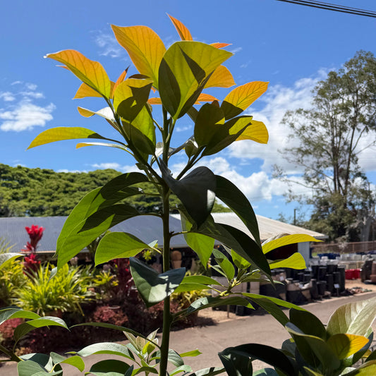 Kahalu'u Avocado