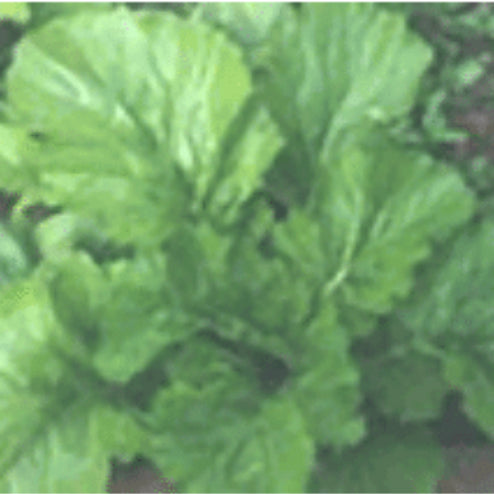 Cabbage, Mustard Kai Choi TK Japan, Seeds