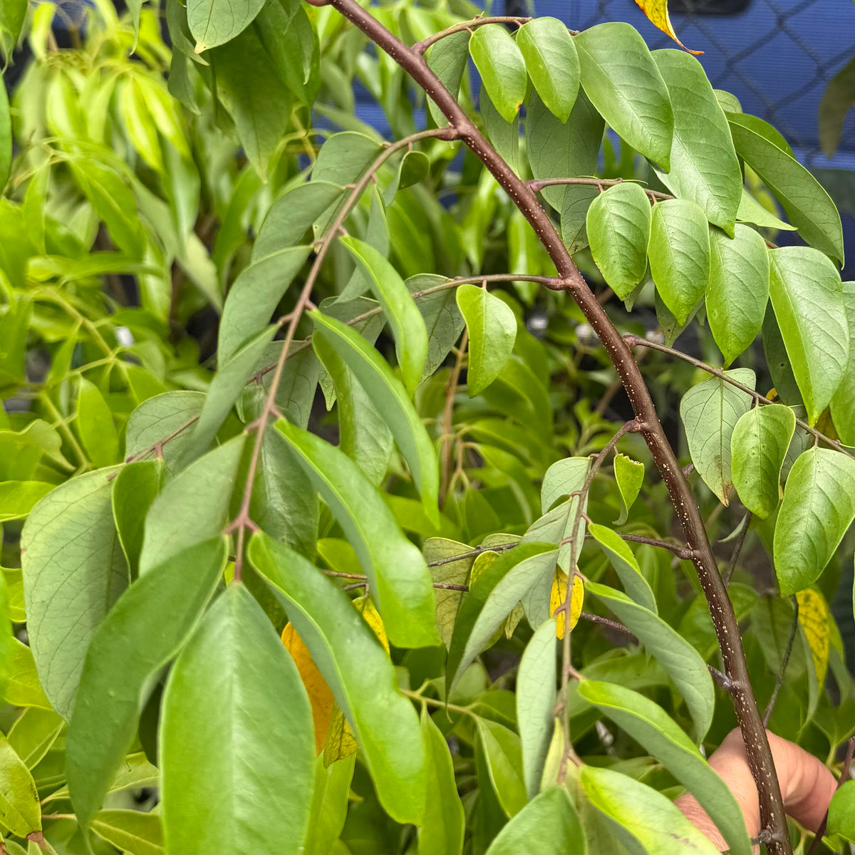 Kari Starfruit