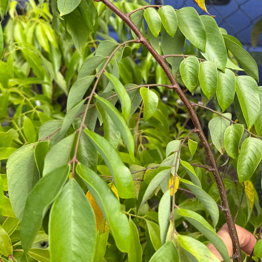 Kari Starfruit