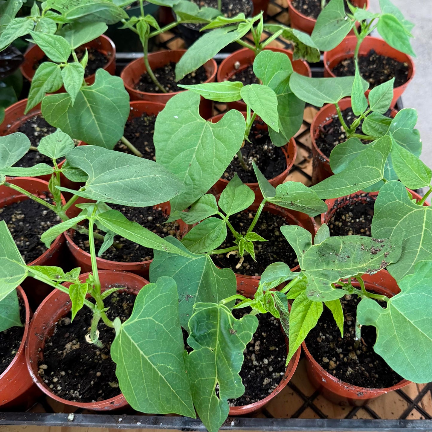 Herb & Vegetable Starter