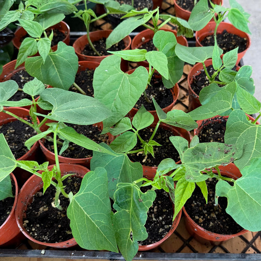 Herb & Vegetable Starter