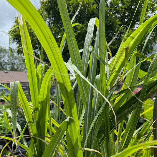 Saccharum spontaneum 'Ko' (Sugarcane)