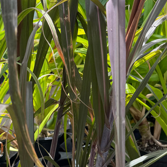 Saccharum officinarum, Ko (Honua 'ula) 'Sugarcane'