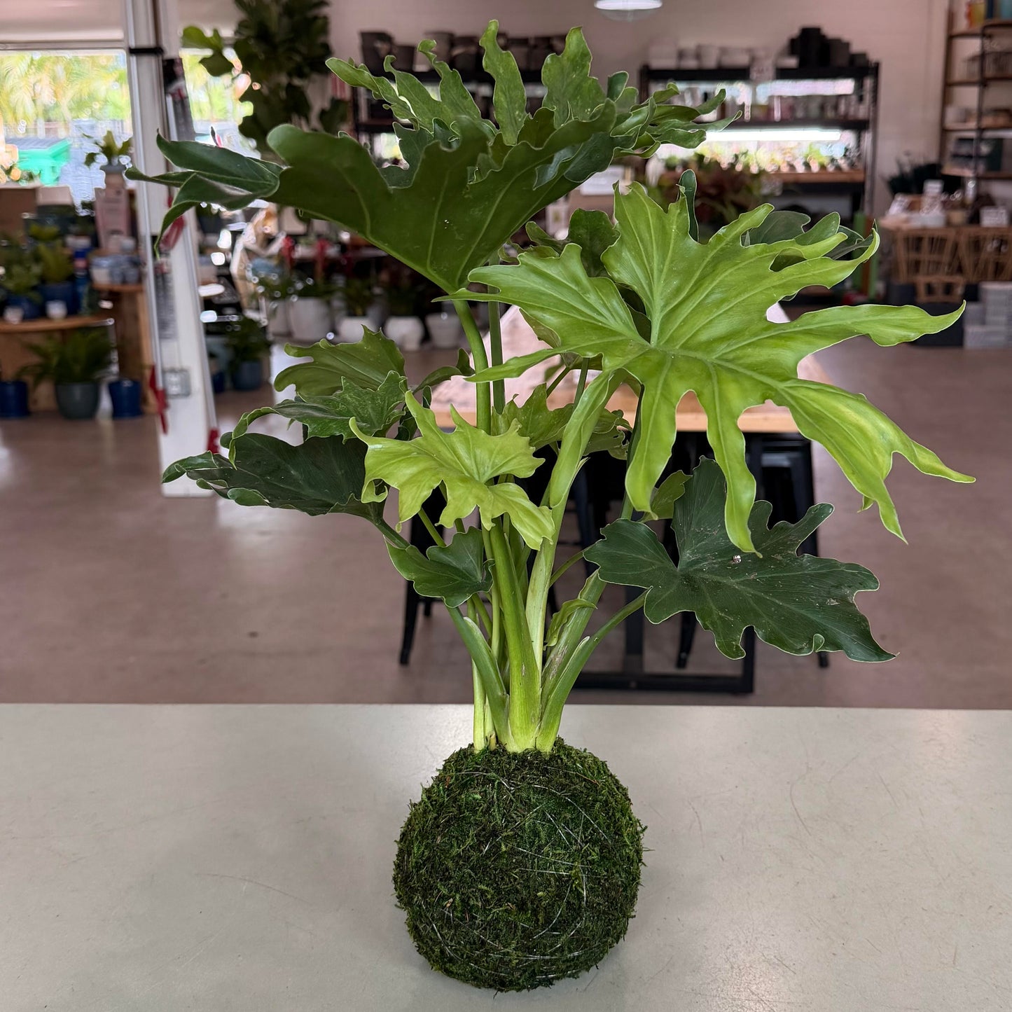 Kokedama (Japanese Moss Ball) with Assorted Houseplant