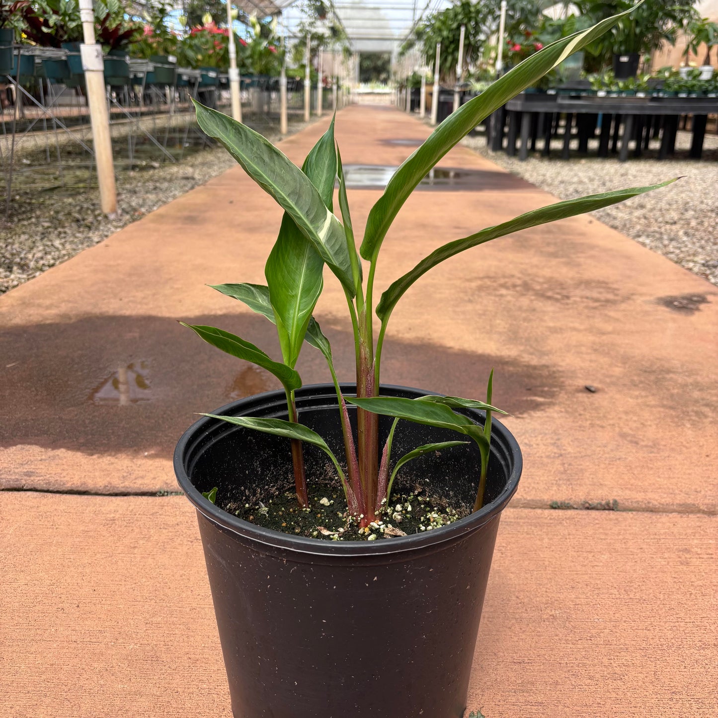 Heliconia 'Lady Di'