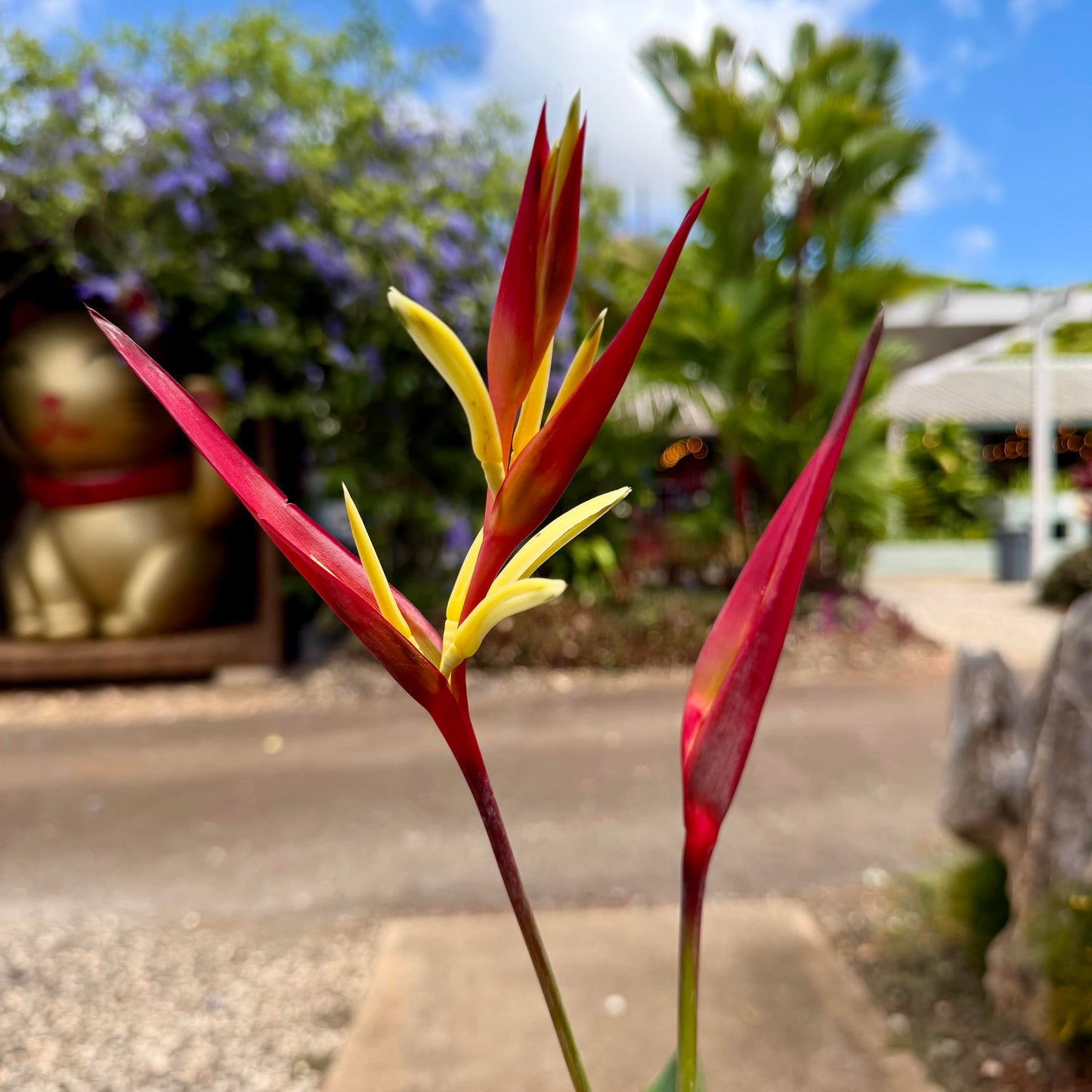 Heliconia 'Lady Di'