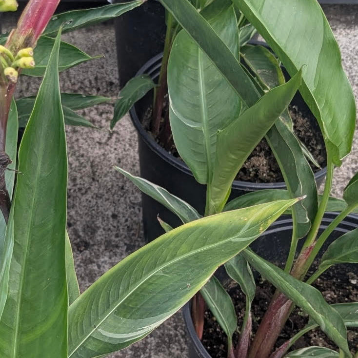 Heliconia 'Lady Di'