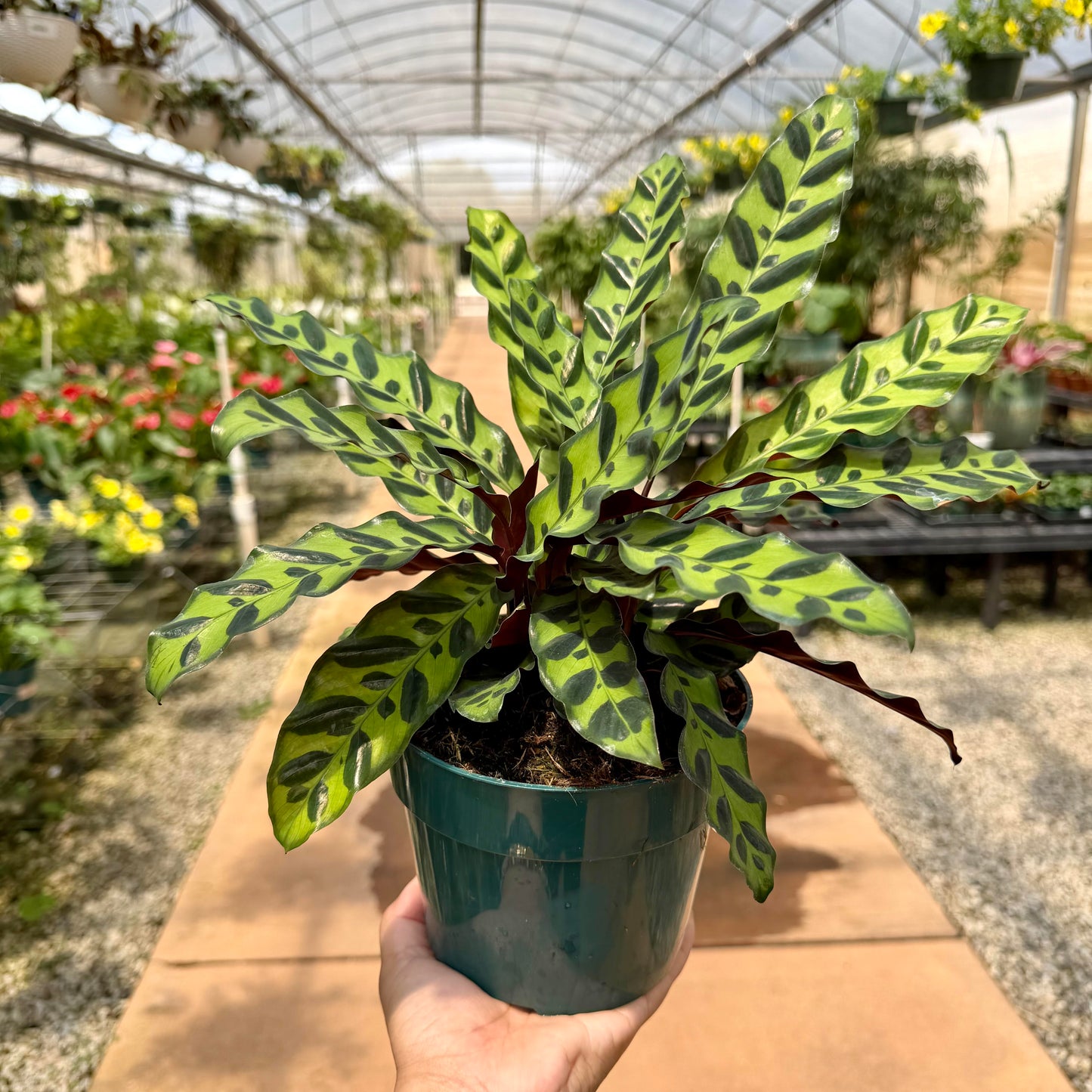 Calathea lancifolia
