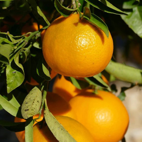 Lane Late Naval Orange